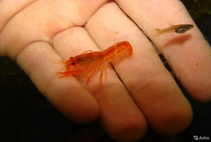 Карликовый оранжевый краб