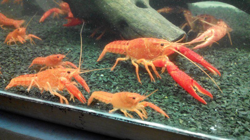 Аквариумные креветки и рачки