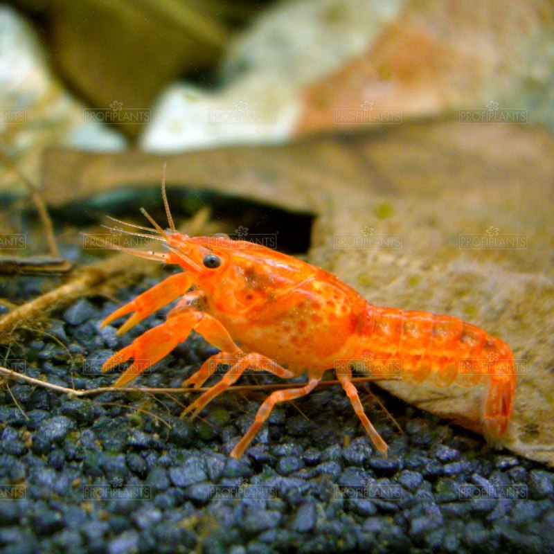 Маленькие рачки в аквариуме