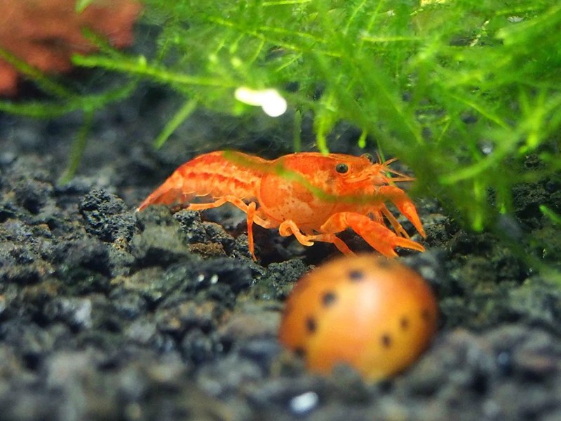 Карликовые рачки