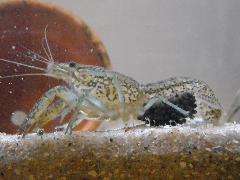 Лангустины живые в аквариуме