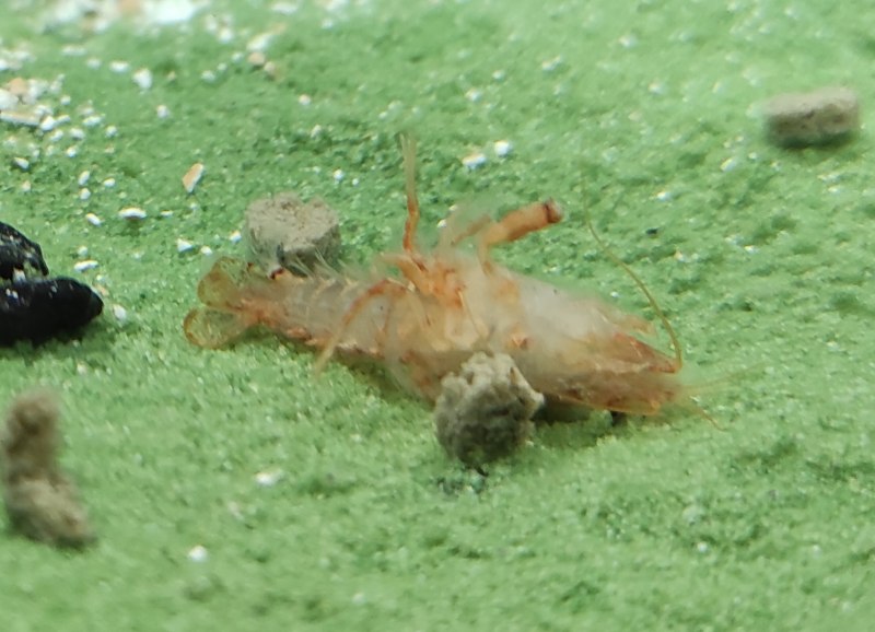 Спаривание карликовых Рачков