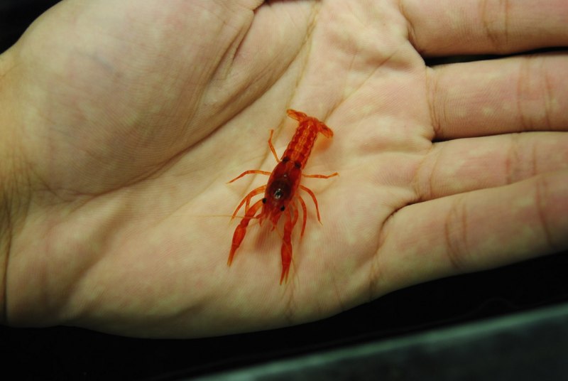 Маленькие рачки