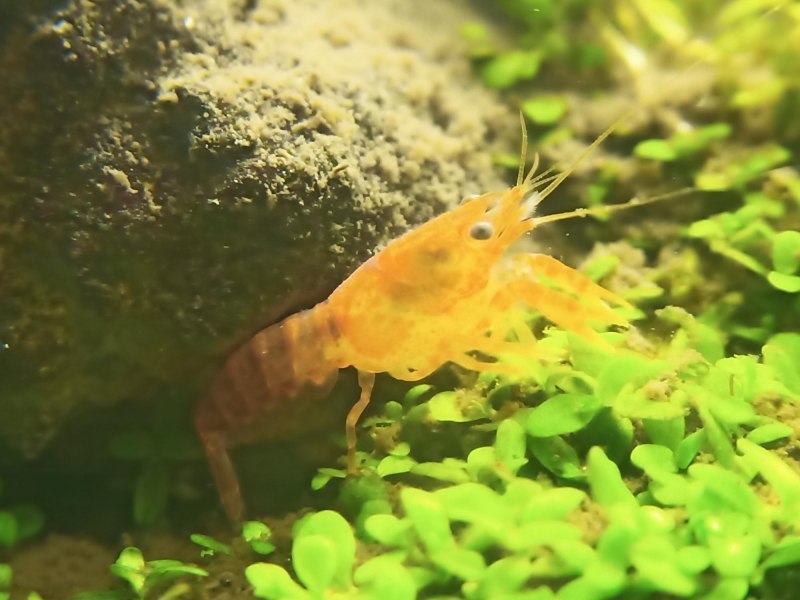 Карликовый оранжевый краб