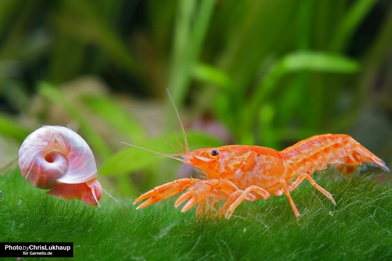 Cambarellus montezumae