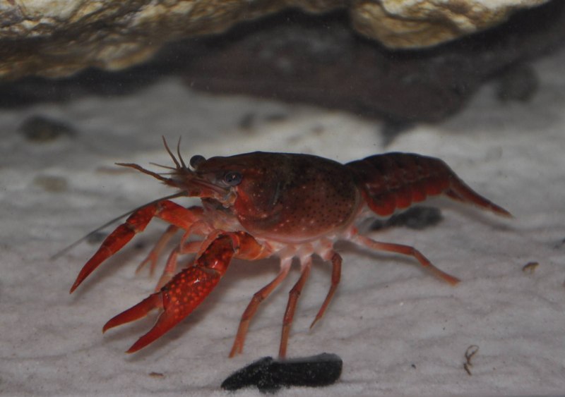 Procambarus Cubensis