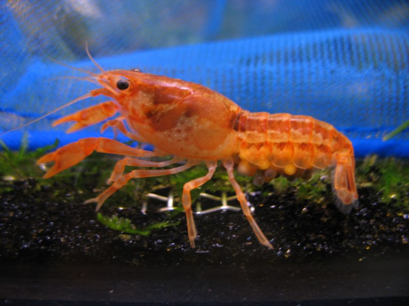 Карликовый оранжевый краб