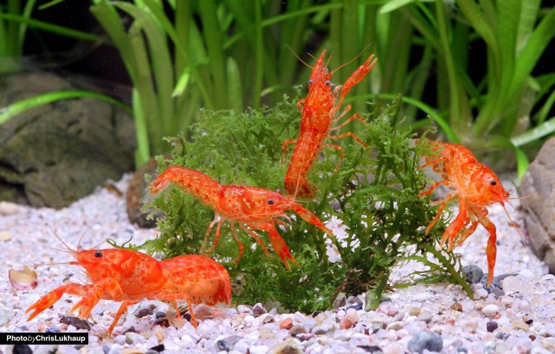 Карликовые рачки оранжевые
