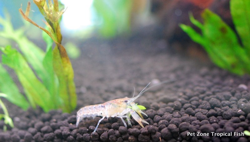 Креветка Caridina