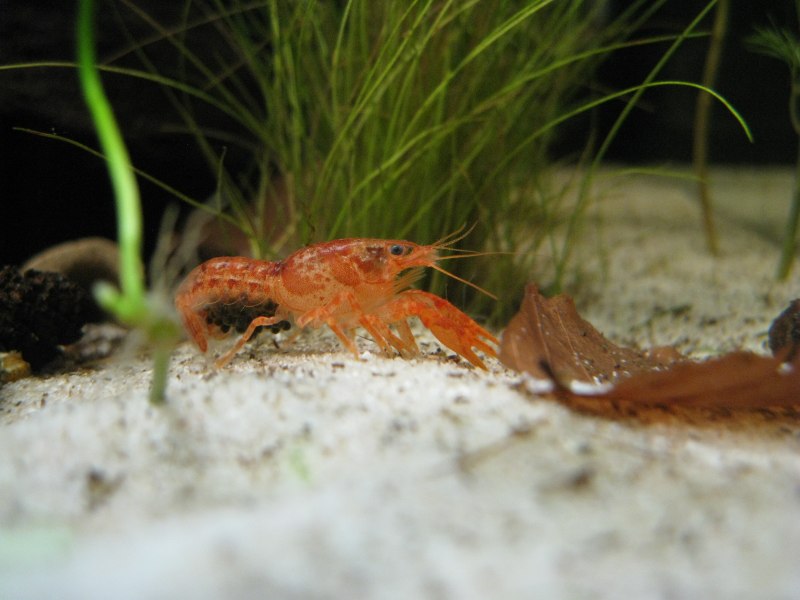 Cambarellus diminutus