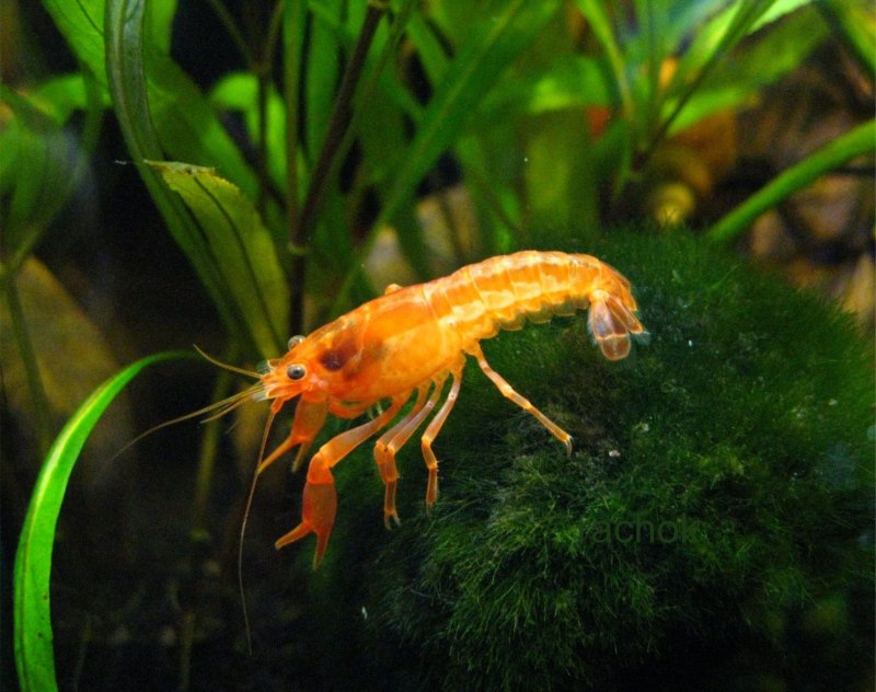 Cambarellus diminutus