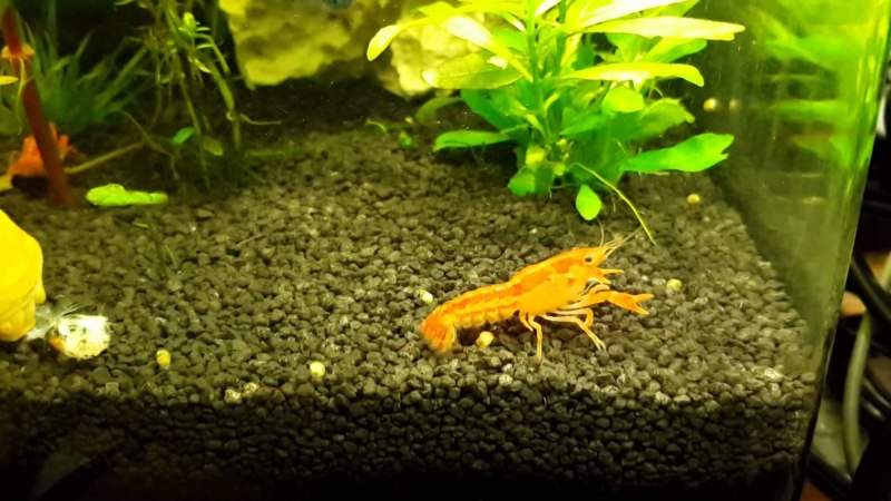 Аквариумные рачки маленькие