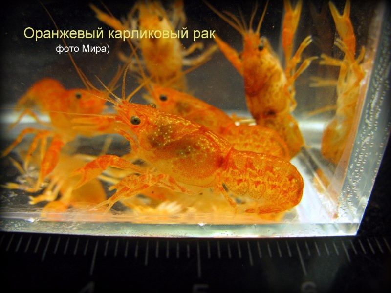 Аквариум с оранжевым грунтом