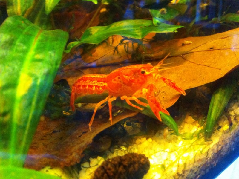 Cambarellus montezumae