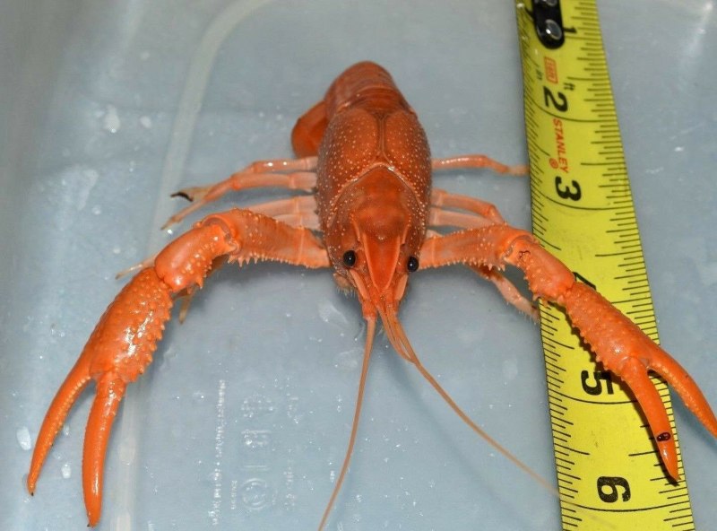 Майор креветка