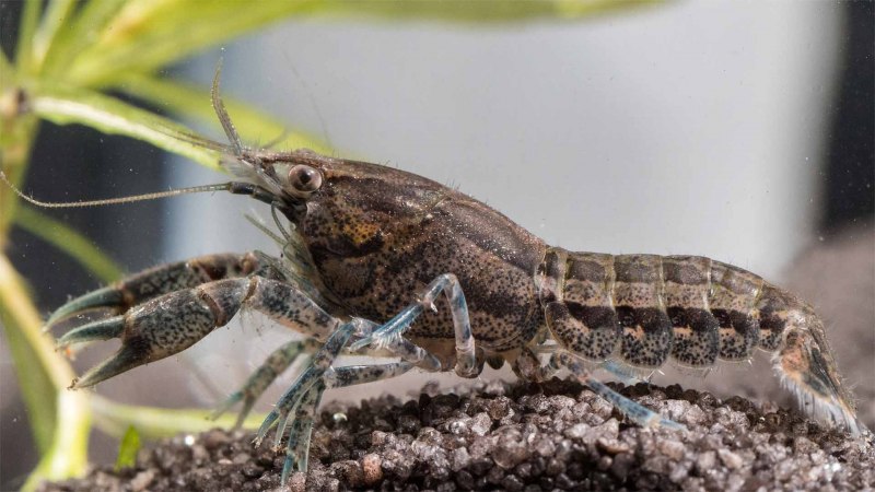 Креветки живые