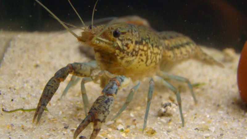 Cambarellus patzcuarensis содержание