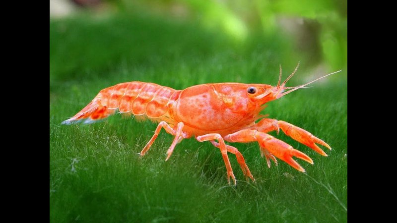 Маленькие красные рачки