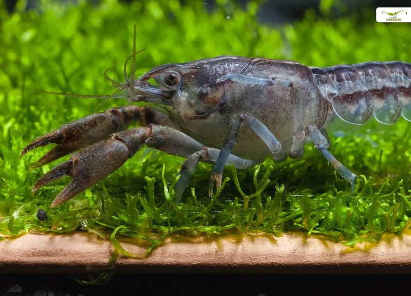 Lobster Mini Mexican