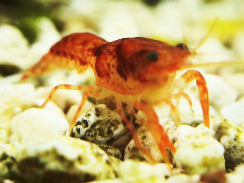 Крошечная креветка