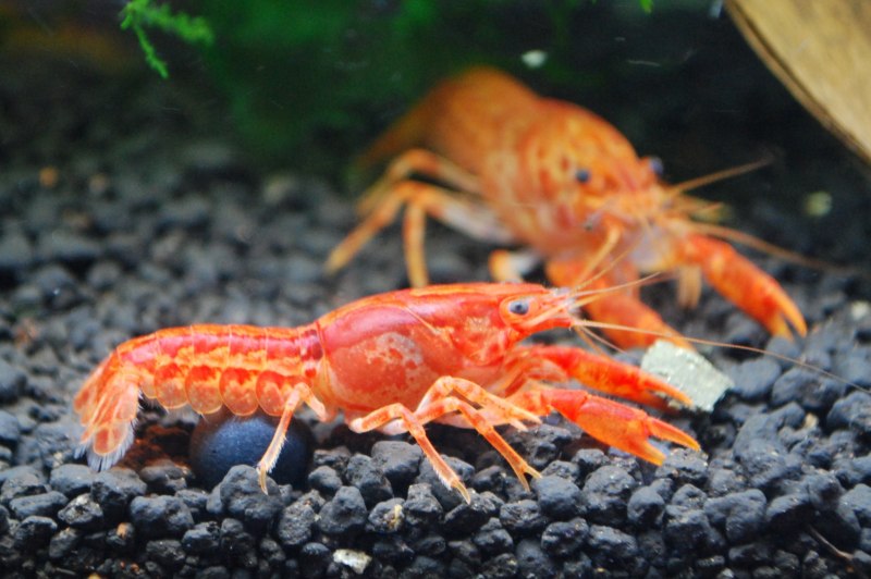 Мексиканский аквариумныййрак