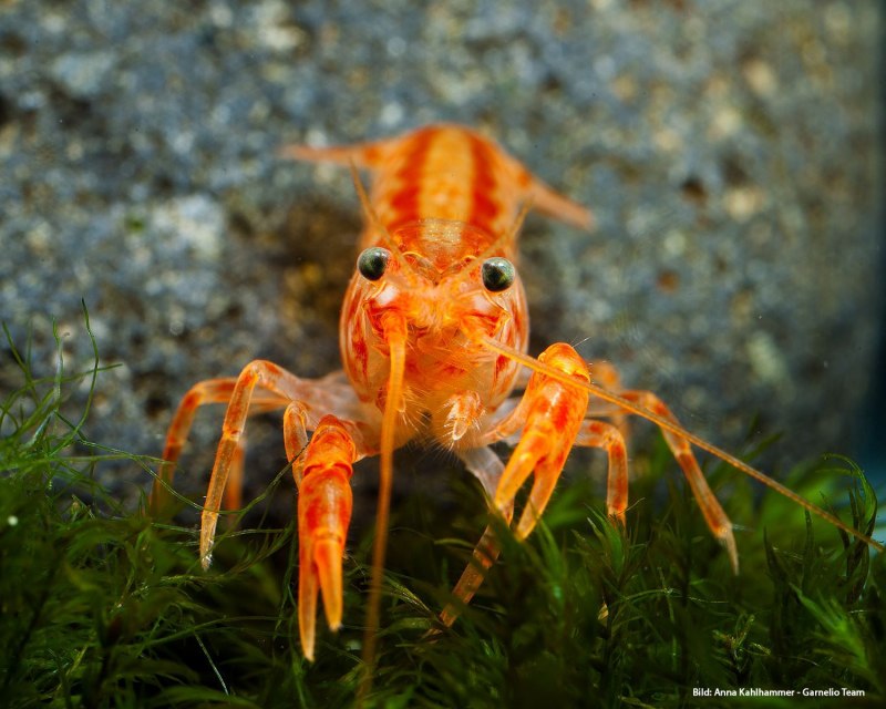 Cambarellus patzcuarensis SP. Orange