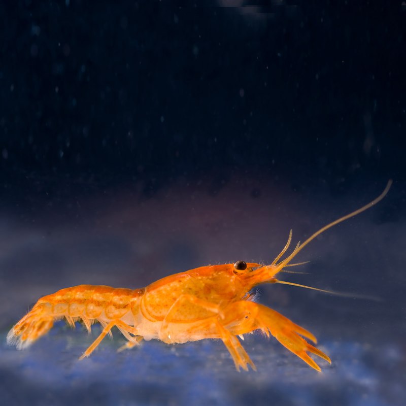 Флоридский Омар коктейль