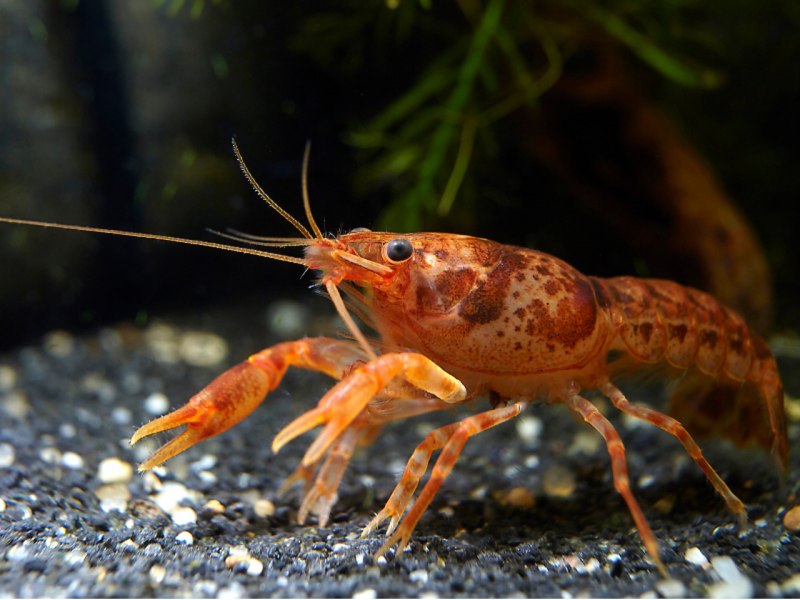 Cambarellus patzcuarensis