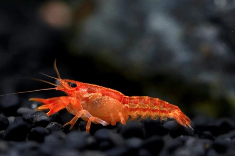 Cambarellus diminutus