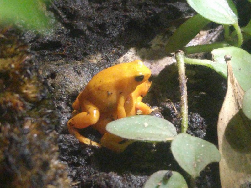 Кубинские голубые (Procambarus Cubensis