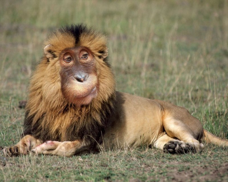 Лев и Львенок