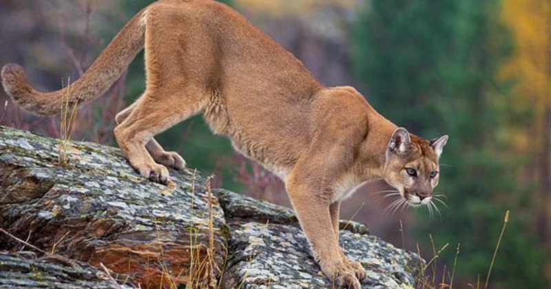 Дикая львица