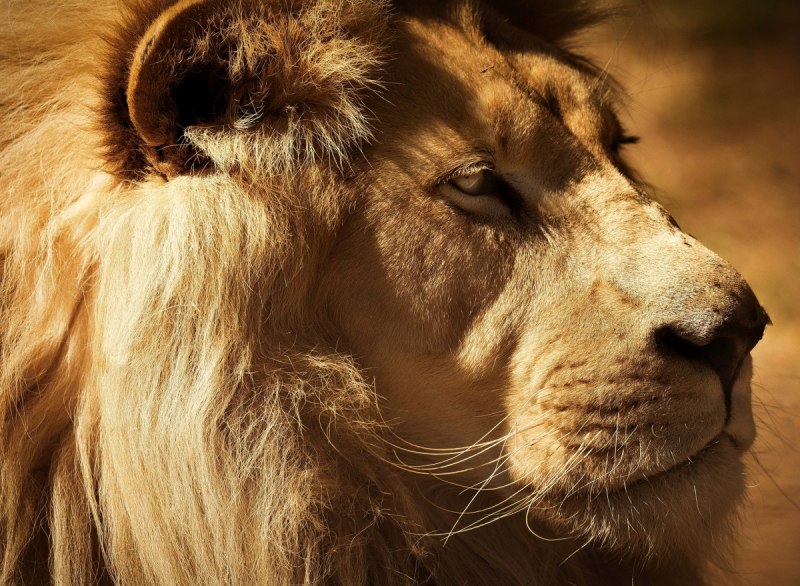 Эпоха плейстоцена пещерный Лев