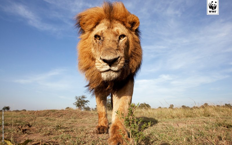 Белая львица