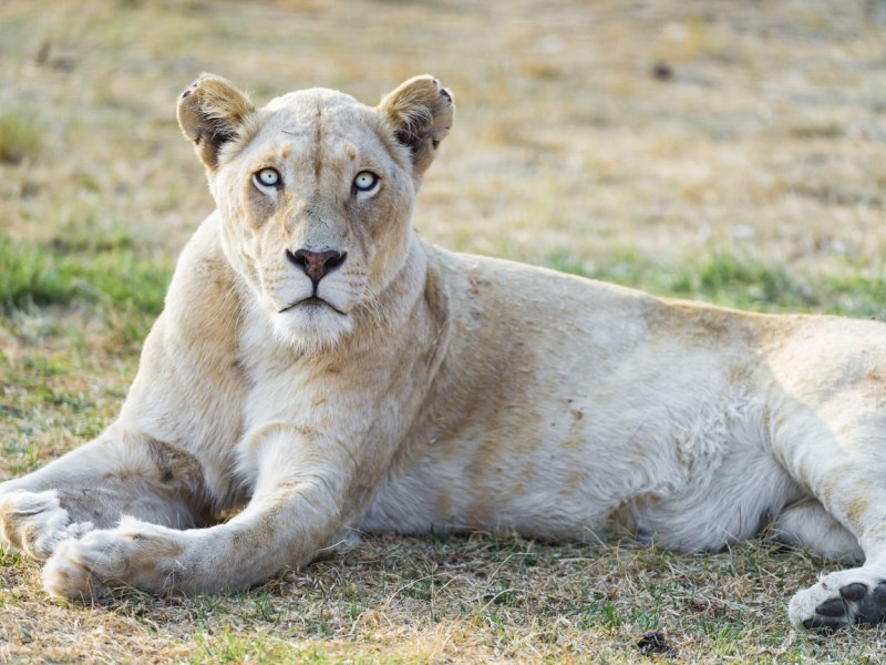 Львица 2560 1440