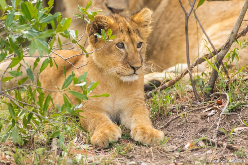 Американский Лев Panthera Leo spelaea