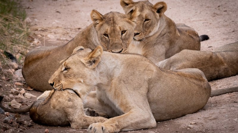 Степной Лев 4 серия