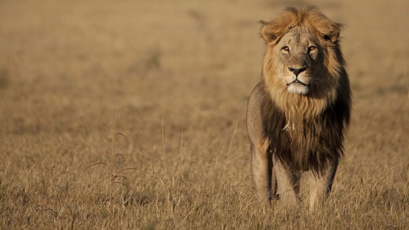 Североконголезский Лев