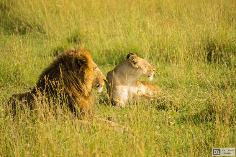 Плейстоценовый пещерный Лев