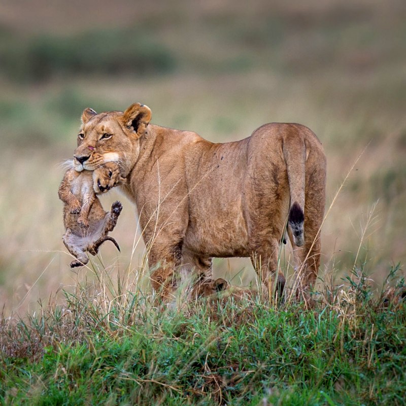 Африканский Лев