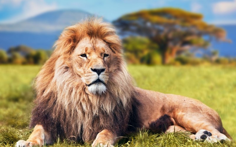 Флоридская Пума