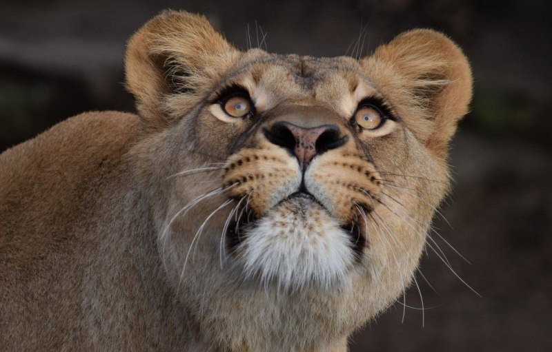 Сумчатый Лев