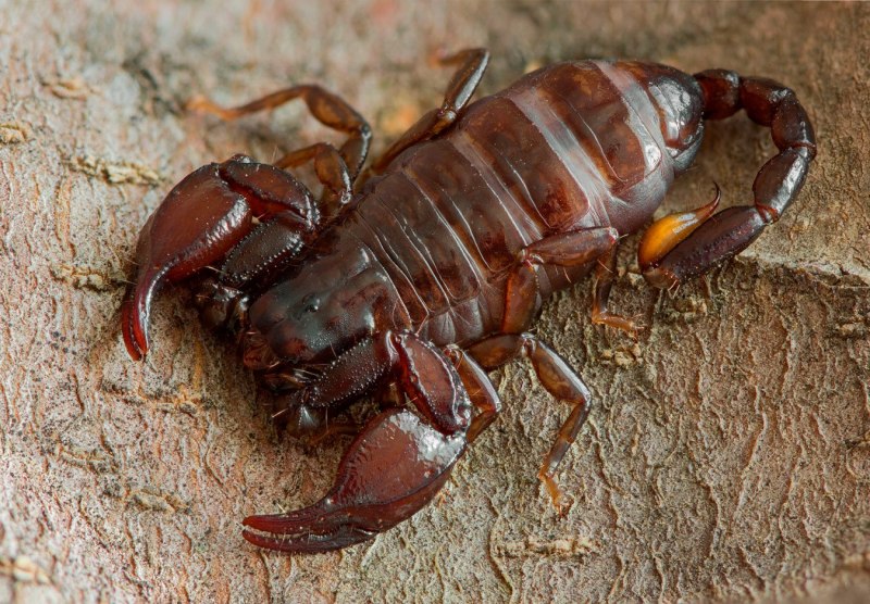 Итальянский Скорпион Euscorpius italicus