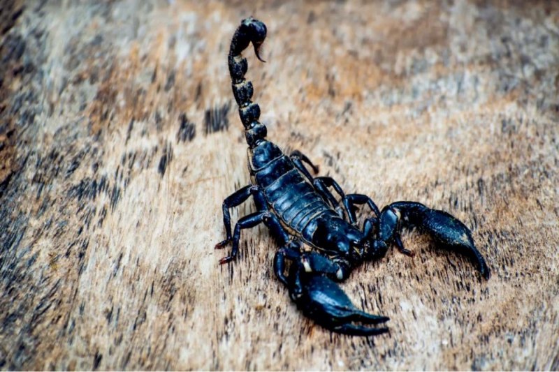 Мингрельский Скорпион Euscorpius mingrelicus