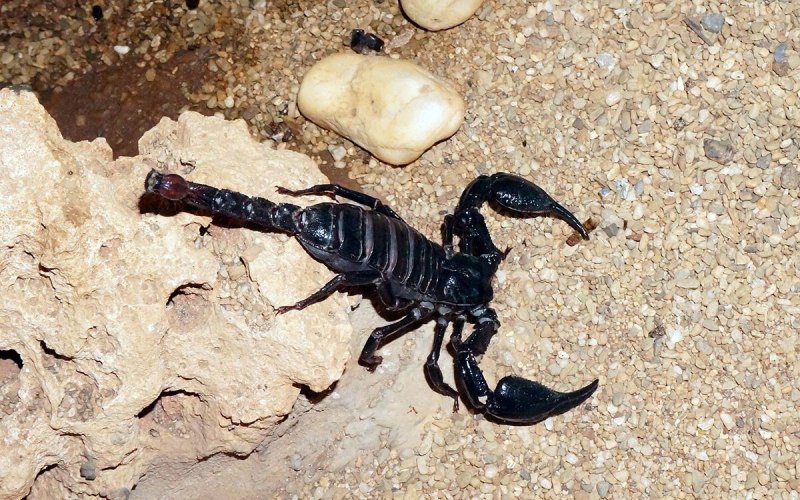 Скорпион пандинус Император