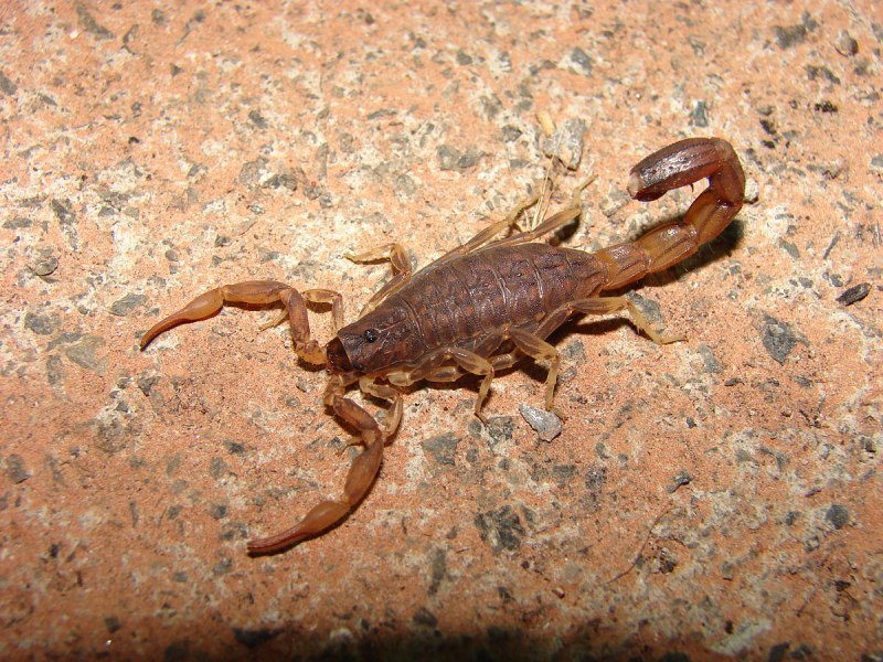 Стрипедтальский Скорпион