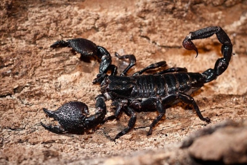 Euscorpius italicus