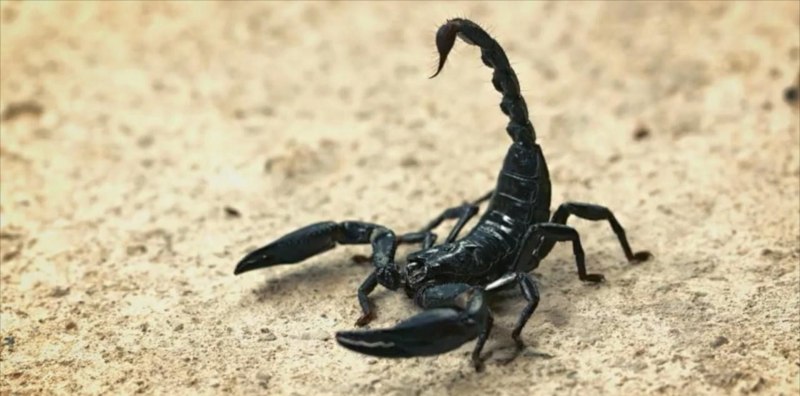 Скорпион робот стимпанк