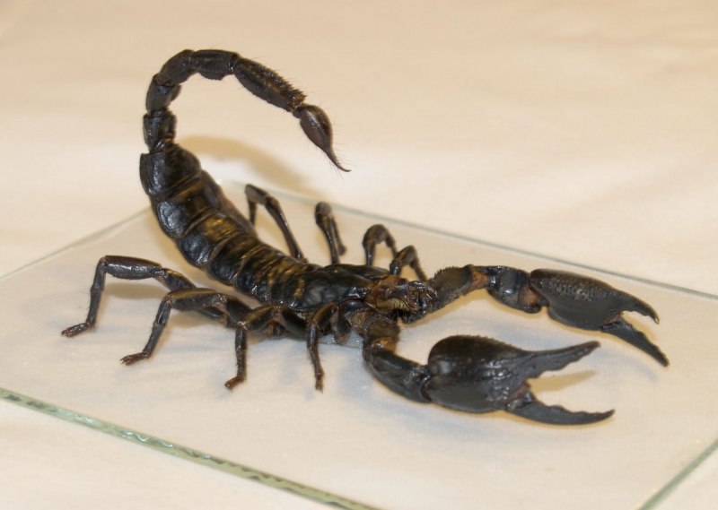 Итальянский Скорпион Euscorpius italicus