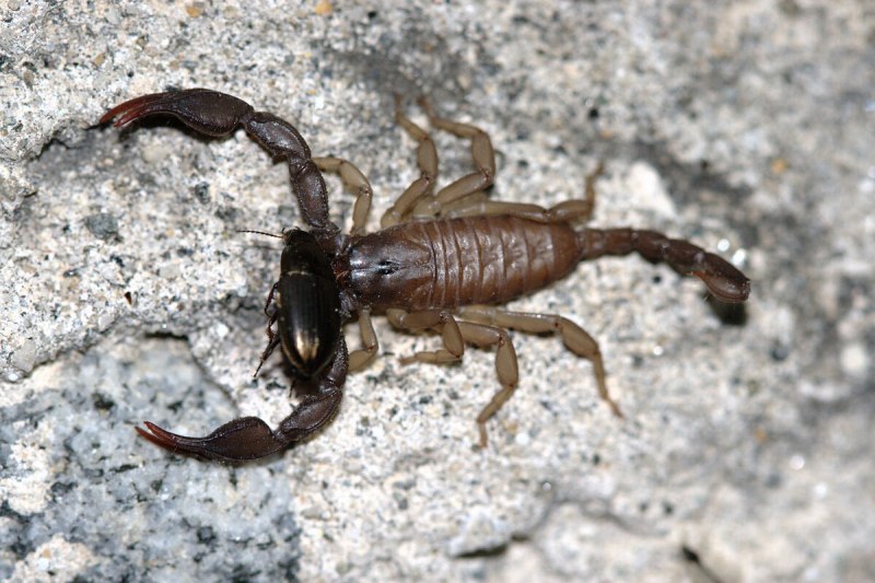 Итальянский Скорпион Euscorpius italicus